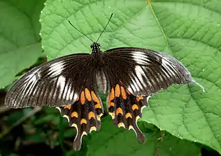 Dorsal view (female, form romulus)