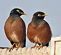 Common myna (Acridotheres tristis)