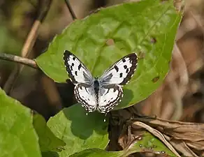 Dorsal view (male)