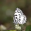 Dry season form from Bangalore, Karnataka, India