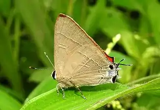 Ventral view