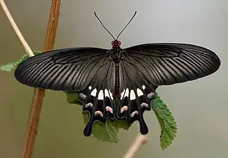 Dorsal view