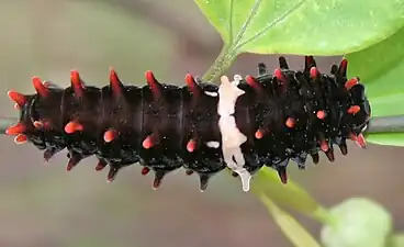 Larva