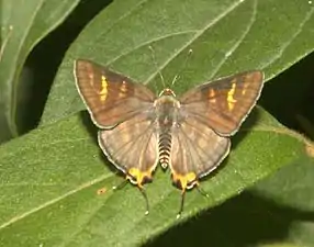 Dorsal view