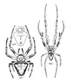 female + male (Emerton 1902)