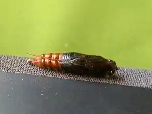 Pupa