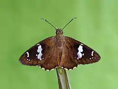 Imago (dorsal view)