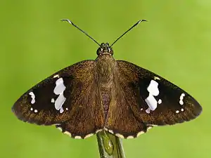 Dorsal view