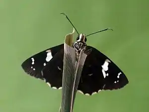 Ventral view