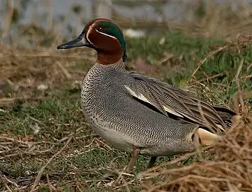 A. crecca drake in nuptial plumage, showing horizontal white stripe from shoulder