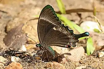 Ventral view