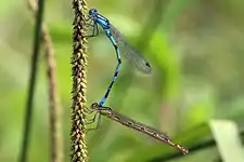 In tandem(heterochrome female)