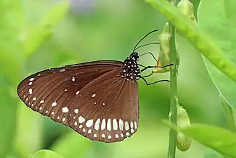 Ventral view