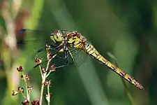 female (yellow abdomen and blue pterostigma)