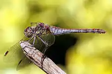 mature female (red abdomen)