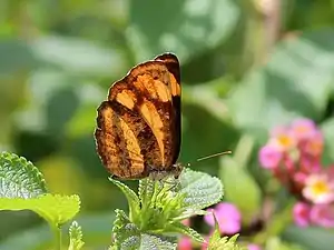 Ventral view