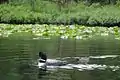 Common loon and chick