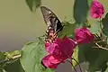 Female form romulus in flight UP