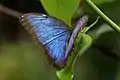 Morpho helenor peleidesPanama