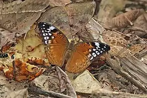 Female B. c. cocaliaKakum National Park, Ghana