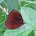 male E. h. tinctoria, Thailand