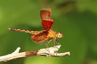 immature maleBali, Indonesia