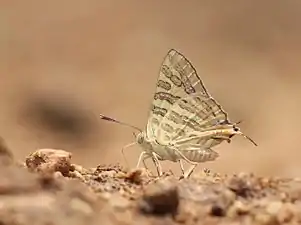 Ventral view