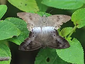 Mating pair