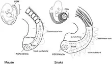 Image 4Diagram illustrating differential somite size due to difference in somitogenesis clock oscillation. (from Snake)