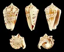 Five views of a shell of Conomurex decorus