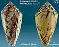 Conus algoensis simplex Sowerby, G.B. II, 1857