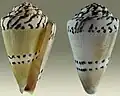 Conus mustelinus Hwass in Bruguière, J.G., 1792