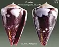 Conus rattus Hwass in Bruguière, J.G., 1792