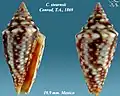 Conasprella stearnsii  Conrad, T.A., 1869