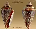 Conasprella stearnsii  Conrad, T.A., 1869