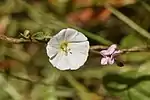 Convolvulus arvensis in Álora, Spain