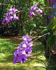 Cooktown orchid