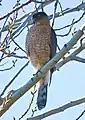 Adult Cooper's hawk