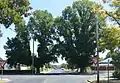 English Elm, Cootamundra, New South Wales, one trimmed for power line