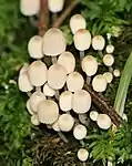 Trooping crumble cap mushrooms.