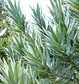 The shiny silver foliage of the rare "Silvertree" protea.