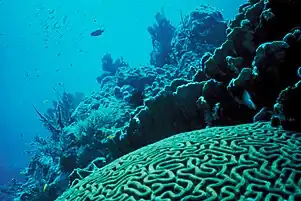 Coral Reef near Bangaram Island, Lakshdweep