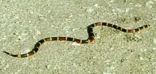 Eastern coral snake