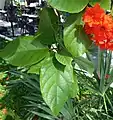 Leaves and flowers