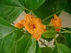 Cordia subcordata