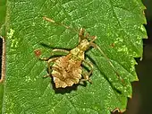 An older Coreus marginatus nymph on a leaf