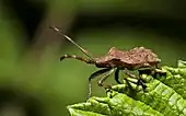 Facial view of Coreus marginatus