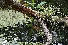 Tillandsia species