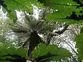 Gunnera in the shade of a tree fern