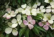 "flowers and foliage on a tree"